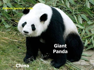 Endemic species of the world | PPT