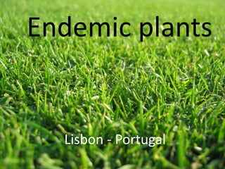 Endemic plants


  Lisbon - Portugal
 