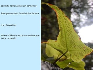 Scientific name: Asplenium hemionitis


Portuguese name: Feto de folha de hera




Use: Decoration



Where: Old walls and places without sun
in the mountain
 