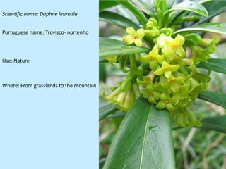 Scientific name: Daphne leureola


Portuguese name: Trovisco- nortenho




Use: Nature



Where: From grasslands to the mountain
 