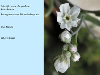 Scientific name: Omphalodes
kuzinskuanae

Portuguese name: Miosótis das praias




Use: Nature



Where: Coast
 