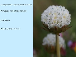 Scientific name: Armeria psedudarmeria


Portuguese name: Cravo-romano




Use: Nature



Where: Stones and sand
 
