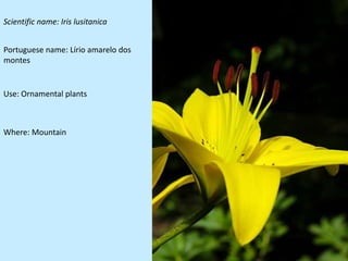 Scientific name: Iris lusitanica


Portuguese name: Lírio amarelo dos
montes


Use: Ornamental plants



Where: Mountain
 