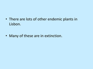 • There are lots of other endemic plants in
  Lisbon.

• Many of these are in extinction.
 