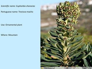 Scientific name: Euphorbia characias

Portuguese name: Trovisco-macho




Use: Ornamental plant



Where: Mountain
 
