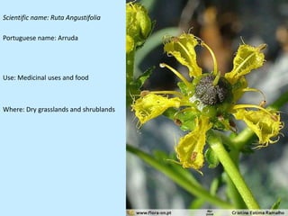 Scientific name: Ruta Angustifolia

Portuguese name: Arruda




Use: Medicinal uses and food



Where: Dry grasslands and shrublands
 