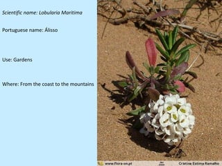 Scientific name: Lobularia Maritima


Portuguese name: Álisso




Use: Gardens



Where: From the coast to the mountains
 