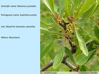 Scientific name: Rhamnus Lycioides


Portuguese name: Espinheiro-preto



Use: Wood for domestic utensilies



Where: Mountains
 