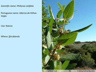 Scientific name: Phillyrea Latifolia

Portuguese name: Aderno-de-folhas-
largas



Use: Nature



Where: Shrublands
 