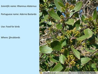 Scientific name: Rhamnus Alaternus


Portuguese name: Aderno Bastardo




Use: Food for birds



Where: Shrublands
 