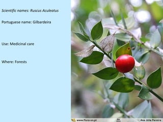 Scientific names: Ruscus Aculeatus

Portuguese name: Gilbardeira




Use: Medicinal care



Where: Forests
 