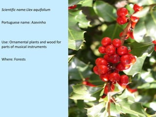 Scientific name:Llex aquifolium


Portuguese name: Azevinho




Use: Ornamental plants and wood for
parts of musical instruments


Where: Forests
 
