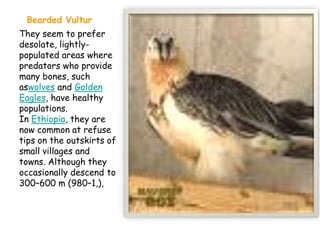 Bearded Vultur
They seem to prefer
desolate, lightly-
populated areas where
predators who provide
many bones, such
aswolves and Golden
Eagles, have healthy
populations.
In Ethiopia, they are
now common at refuse
tips on the outskirts of
small villages and
towns. Although they
occasionally descend to
300–600 m (980–1,),
 