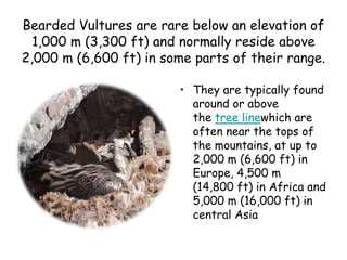 Bearded Vultures are rare below an elevation of
1,000 m (3,300 ft) and normally reside above
2,000 m (6,600 ft) in some parts of their range.
• They are typically found
around or above
the tree linewhich are
often near the tops of
the mountains, at up to
2,000 m (6,600 ft) in
Europe, 4,500 m
(14,800 ft) in Africa and
5,000 m (16,000 ft) in
central Asia
 
