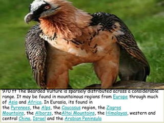 970 ft The Bearded Vulture is sparsely distributed across a considerable
range. It may be found in mountainous regions from Europe through much
of Asia and Africa. In Eurasia, its found in
the Pyrenees, the Alps, the Caucasus region, the Zagros
Mountains, the Alborzs, theAltai Mountains, the Himalayas, western and
central China, Israel and the Arabian Peninsula
 