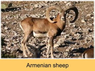 Armenian sheep
 