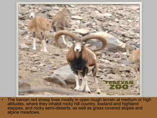 The Iranian r
• The Iranian red sheep lives mostly in open rough terrain at medium or high
altitudes, where they inhabit rocky hill country, lowland and highland
steppes, and rocky semi-deserts, as well as grass covered slopes and
alpine meadows.
 