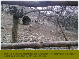• They live in small or larger herds, and in the summer the older males live singly or
in separate groups. They may live up to 18 years.
 