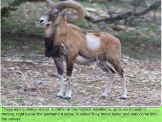 These alpine sheep spend summer at the highest elevations, up to six thousand
meters, right below the permanent snow. In winter they move lower and may come into
the valleys.
 