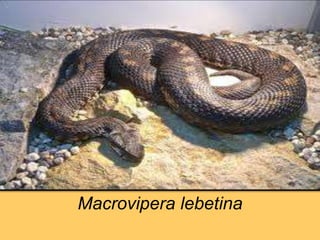 Macrovipera lebetina
 