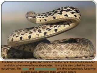 The head is broad, triangular, and distinct from the neck. The snout is rounded
and blunt when viewed from above, which is why it is also called the blunt-
nosed viper. The nasal and nasorostral scales are almost completely fused into
a single plate, although some variation occurs
 