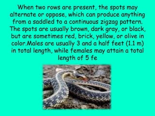 When two rows are present, the spots may
alternate or oppose, which can produce anything
from a saddled to a continuous zigzag pattern.
The spots are usually brown, dark gray, or black,
but are sometimes red, brick, yellow, or olive in
color.Males are usually 3 and a half feet (1.1 m)
in total length, while females may attain a total
length of 5 fe
 