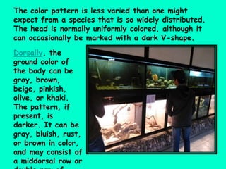 The color pattern is less varied than one might
expect from a species that is so widely distributed.
The head is normally uniformly colored, although it
can occasionally be marked with a dark V-shape.
Dorsally, the
ground color of
the body can be
gray, brown,
beige, pinkish,
olive, or khaki.
The pattern, if
present, is
darker. It can be
gray, bluish, rust,
or brown in color,
and may consist of
a middorsal row or
 