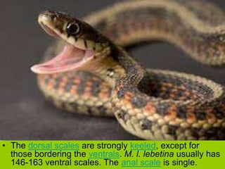 • The dorsal scales are strongly keeled, except for
those bordering the ventrals. M. l. lebetina usually has
146-163 ventral scales. The anal scale is single.
 