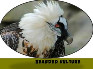Bearded Vulture
 