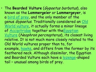 • The Bearded Vulture (Gypaetus barbatus), also
known as the Lammergeier or Lammergeyer, is
a bird of prey, and the only member of the
genus Gypaetus. Traditionally considered an Old
World vulture, it actually forms a minor lineage
of Accipitridae together with theEgyptian
Vulture (Neophron percnopterus), its closest living
relative. It is not much more closely related to the
Old World vultures proper than to, for
example, hawks, and differs from the former by its
feathered neck. Although dissimilar, the Egyptian
and Bearded Vulture each have a lozenge-shaped
tail – unusual among birds of prey.
 
