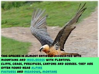 This species is almost entirely associated with
mountains and inselbergs with plentiful
cliffs, crags, precipices, canyons and gorges. They are
often found near alpine
pastures and meadows, montane
 