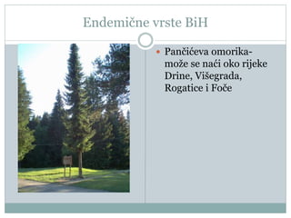 Endemične vrste BiH
 Pančićeva omorika-
može se naći oko rijeke
Drine, Višegrada,
Rogatice i Foče
 