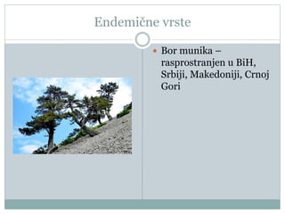 Endemične vrste
 Bor munika –
rasprostranjen u BiH,
Srbiji, Makedoniji, Crnoj
Gori
 