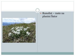  Runolist – raste na
planini Šator
 