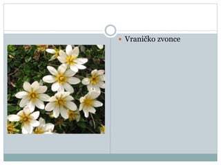  Vraničko zvonce
 