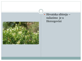  Hrvatska sibireja –
nalazimo je u
Hercegovini
 