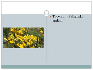  Tilovina - Balkanski
endem
 