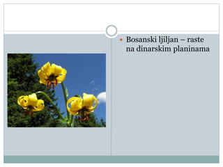  Bosanski ljiljan – raste
na dinarskim planinama
 