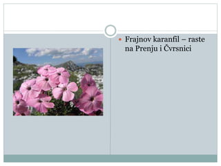  Frajnov karanfil – raste
na Prenju i Čvrsnici
 