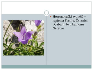  Hercegovački zvončić –
raste na Prenju, Čvrsnici
i Čabulji, te u kanjonu
Neretve
 
