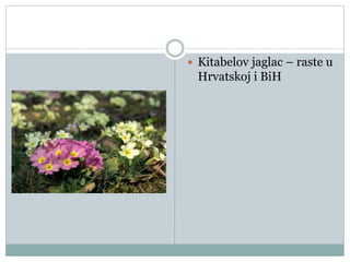  Kitabelov jaglac – raste u
Hrvatskoj i BiH
 