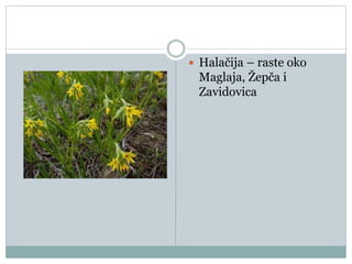  Halačija – raste oko
Maglaja, Žepča i
Zavidovica
 