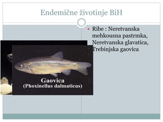 Endemične životinje BiH
 Ribe : Neretvanska
mehkousna pastrmka,
Neretvanska glavatica,
Trebinjska gaovica
 