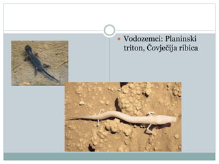  Vodozemci: Planinski
triton, Čovječija ribica
 