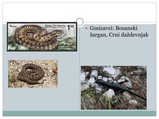  Gmizavci: Bosanski
šargan, Crni daždevnjak
 