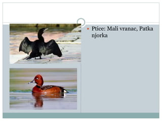 Ptice: Mali vranac, Patka
njorka
 