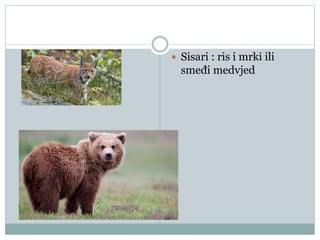  Sisari : ris i mrki ili
smeđi medvjed
 