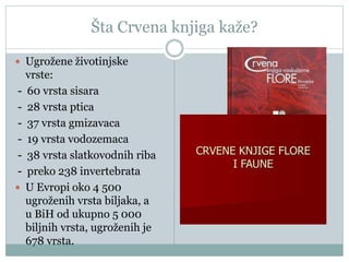 Šta Crvena knjiga kaže?
 Ugrožene životinjske
vrste:
- 60 vrsta sisara
- 28 vrsta ptica
- 37 vrsta gmizavaca
- 19 vrsta vodozemaca
- 38 vrsta slatkovodnih riba
- preko 238 invertebrata
 U Evropi oko 4 500
ugroženih vrsta biljaka, a
u BiH od ukupno 5 000
biljnih vrsta, ugroženih je
678 vrsta.
 