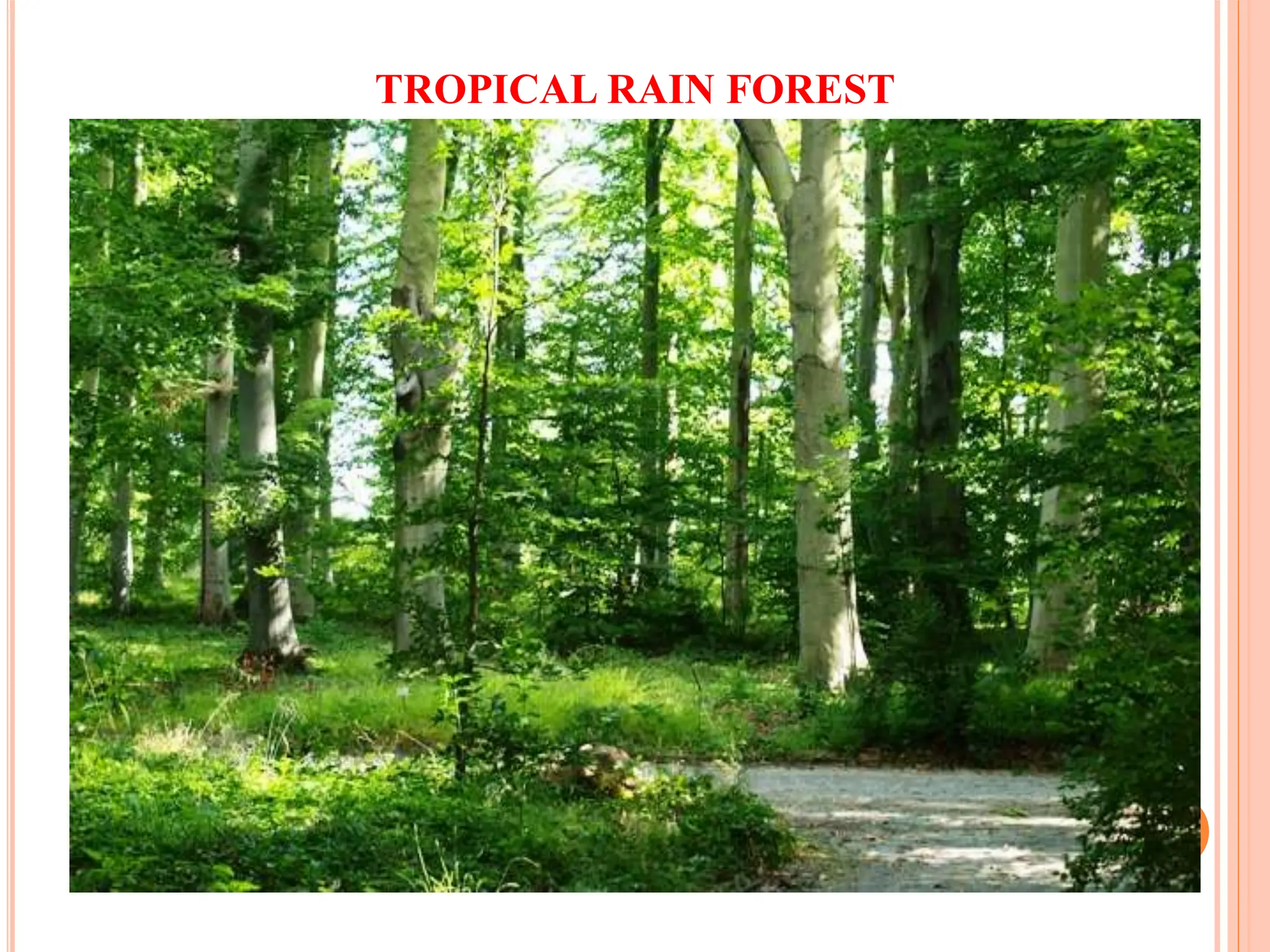 TROPICAL RAIN FOREST
 