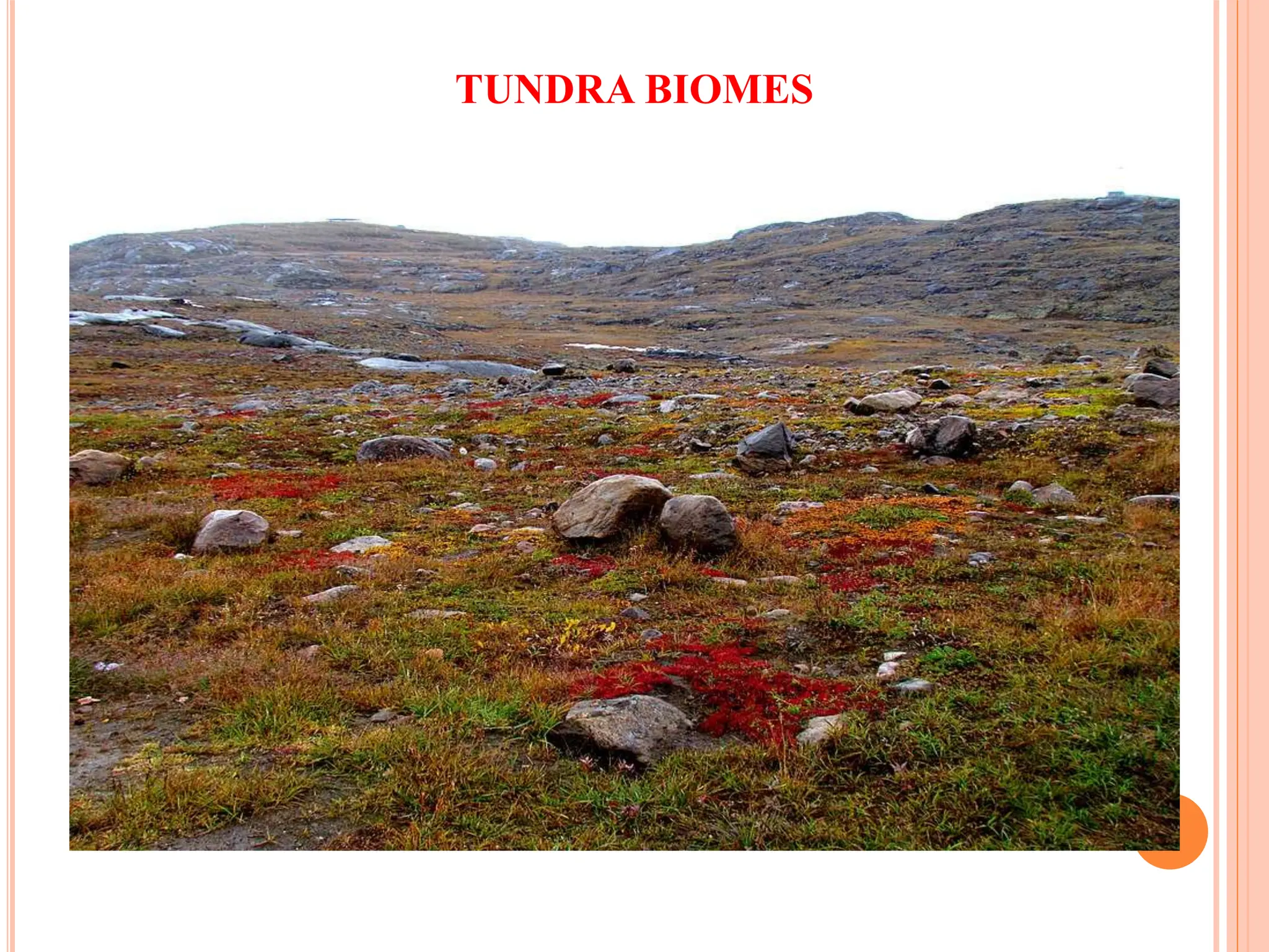 TUNDRA BIOMES
 